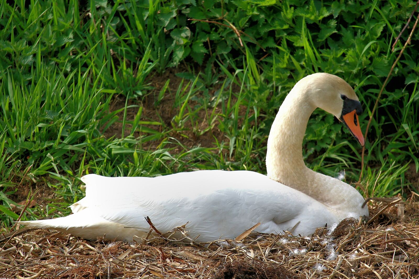 Canon EF-S 55-250mm F4-5.6 IS STM sample photo. Swan, mute swan, white photography