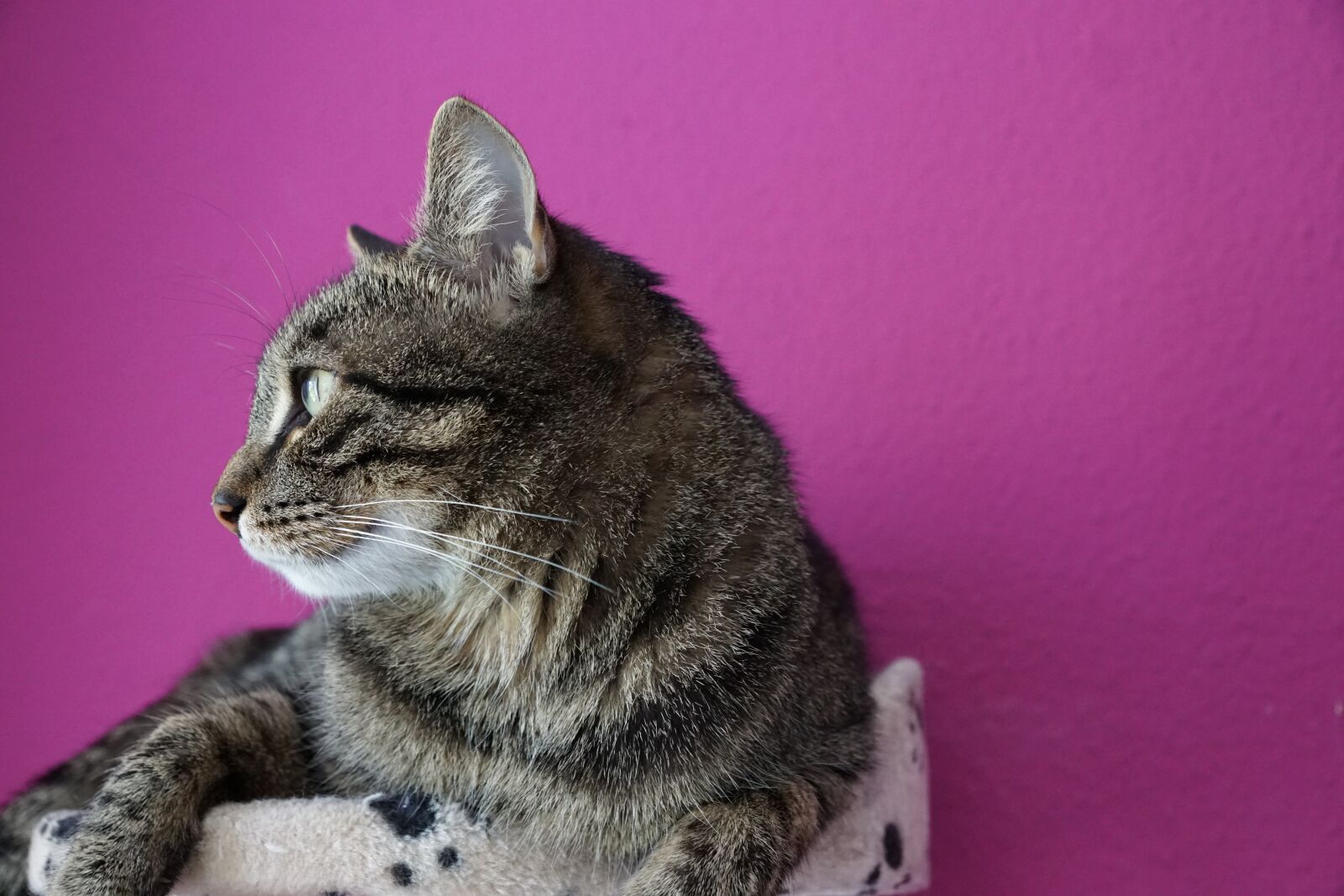 Sony ILCA-77M2 + Sony DT 16-50mm F2.8 SSM sample photo. Cat, tiger, pet photography