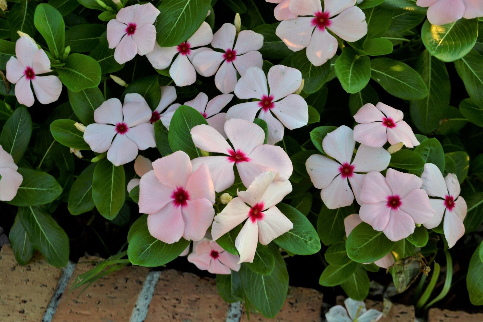 Nikon D3100 sample photo. Flowers, white flowers, garden photography