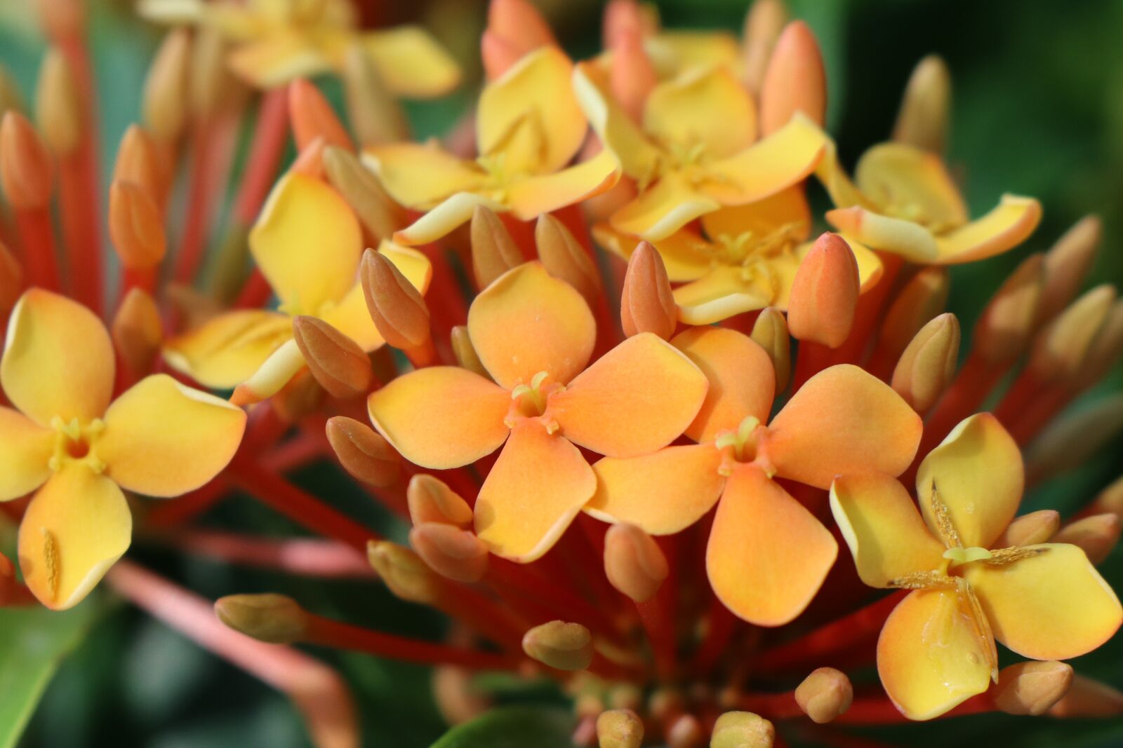 Canon EOS M6 sample photo. Four petals orange ixora photography