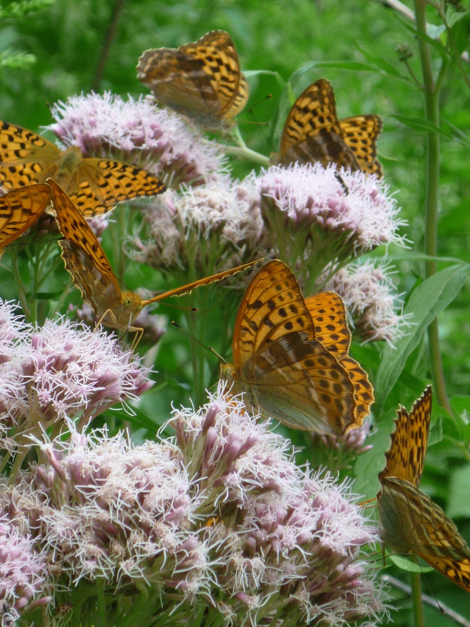Panasonic Lumix DMC-FS6 sample photo. Butterfly swarm, bright pink photography