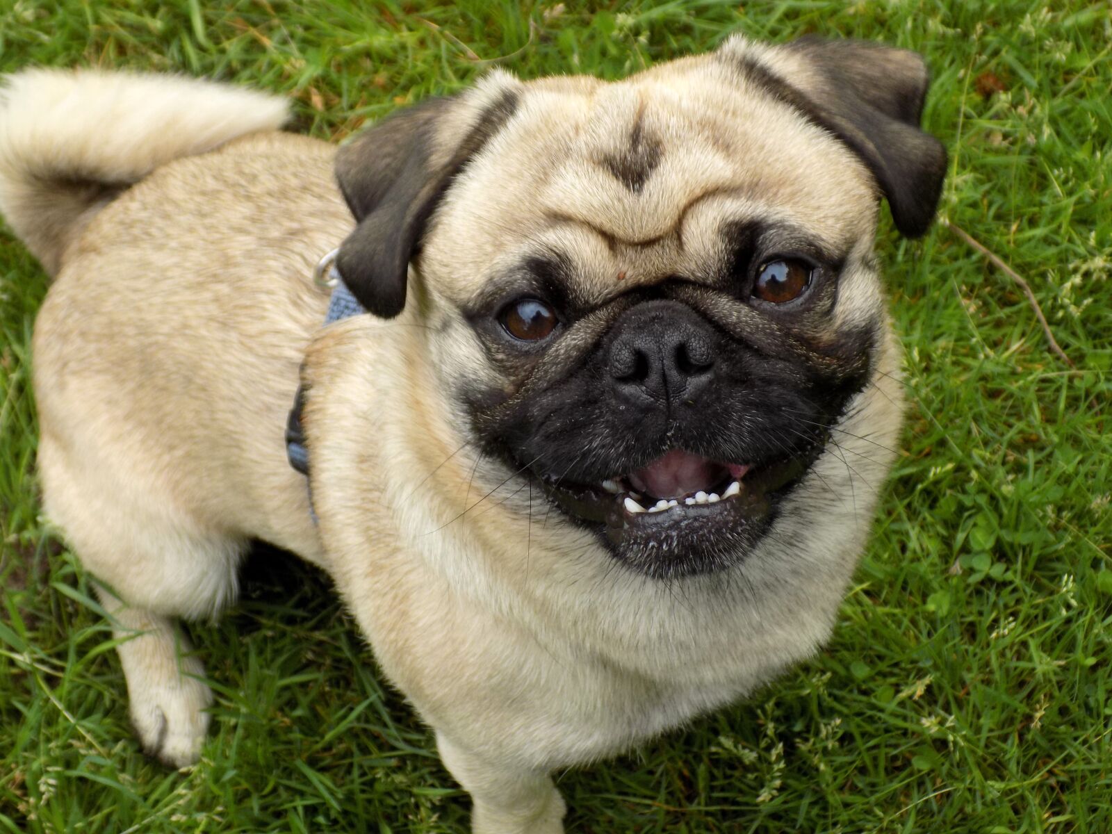 Nikon COOLPIX L340 sample photo. Pug, purebred dog, beige photography