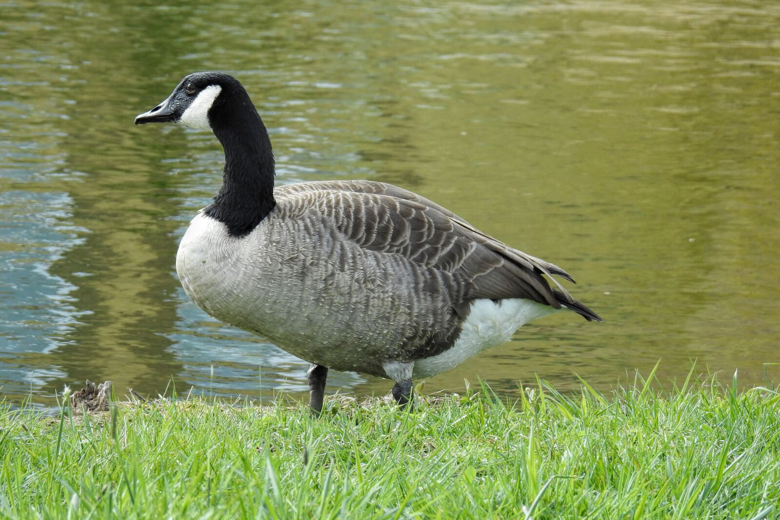 Nikon Coolpix P900 sample photo. Goose, canada goose, water photography