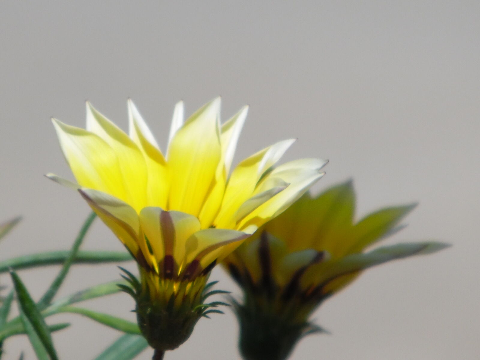 Samsung WB1100F/WB1101F/WB1102F sample photo