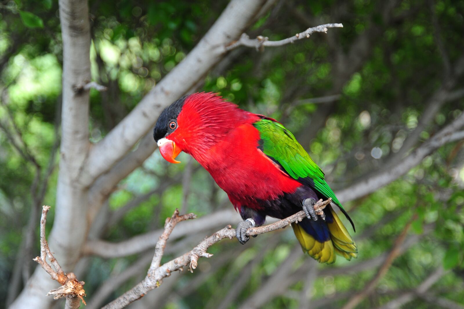 Nikon D700 sample photo. Bird, tropics, parrot photography