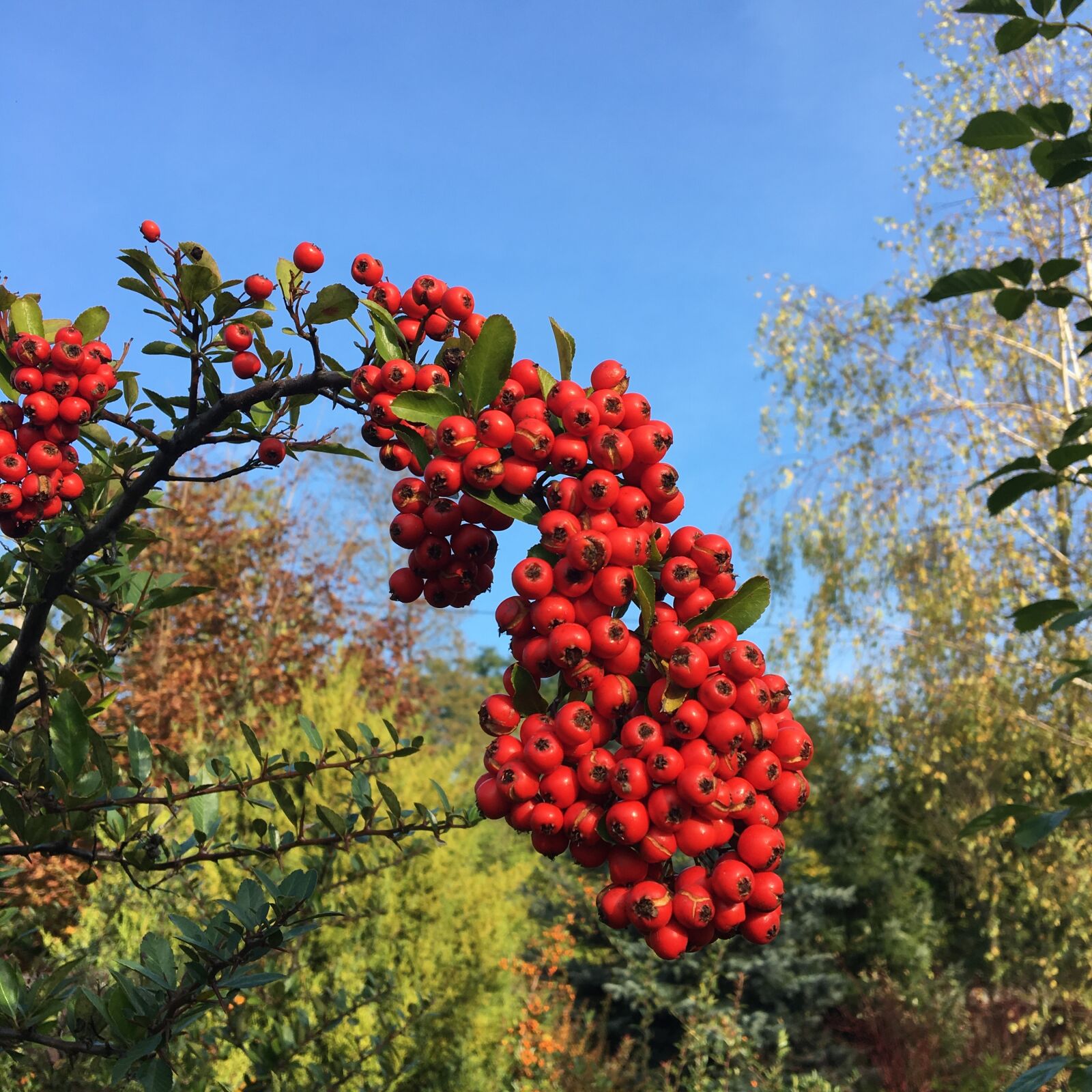 Apple iPhone 6s sample photo. Plant, fruit, nature photography