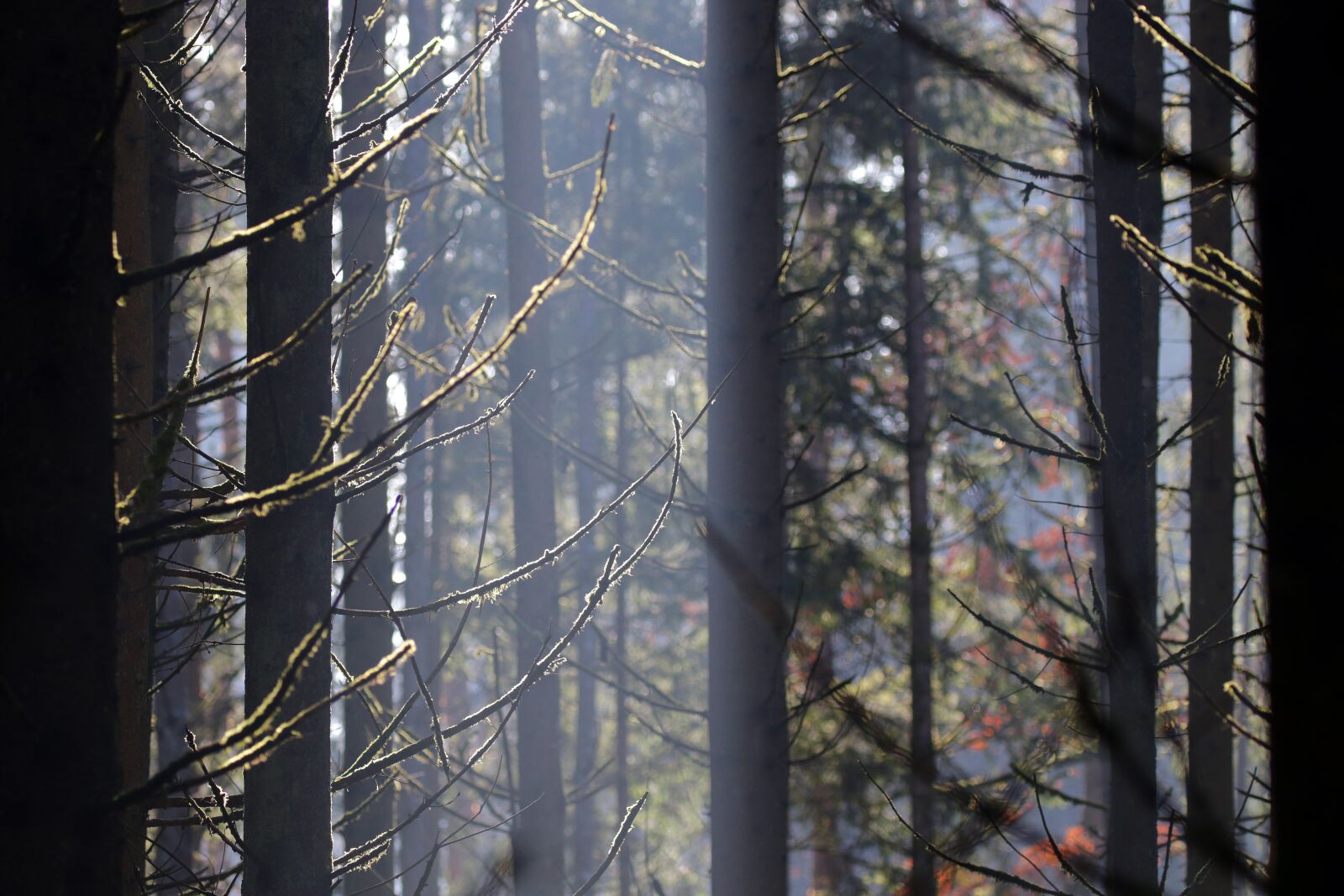 Canon EOS 7D Mark II sample photo. Trees, lighting, fog photography
