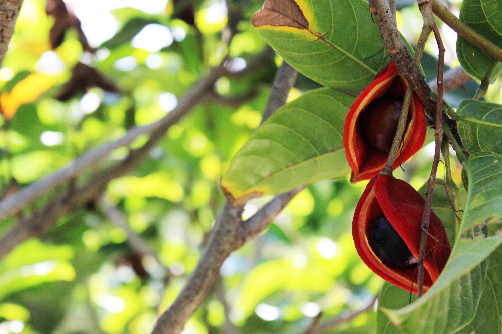 Canon EOS 600D (Rebel EOS T3i / EOS Kiss X5) sample photo. Flower, chestnut, flowers photography