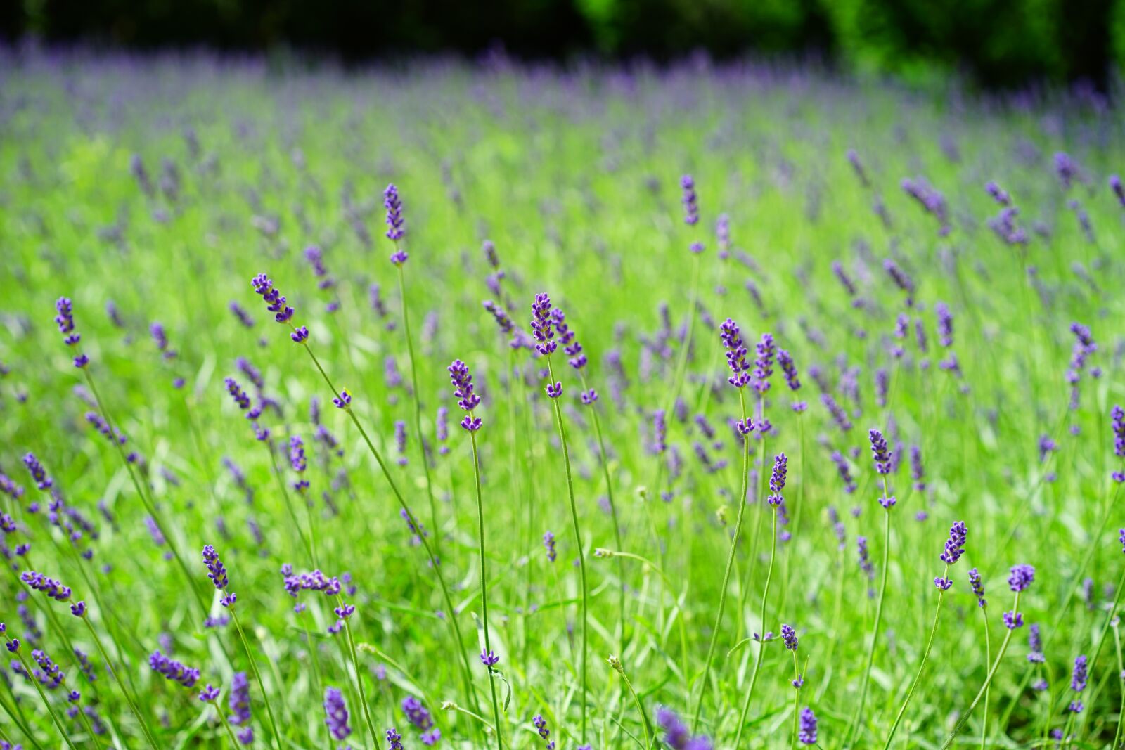 Sony a7 + Sony Sonnar T* FE 55mm F1.8 ZA sample photo. Lavender, lavender field, flowers photography