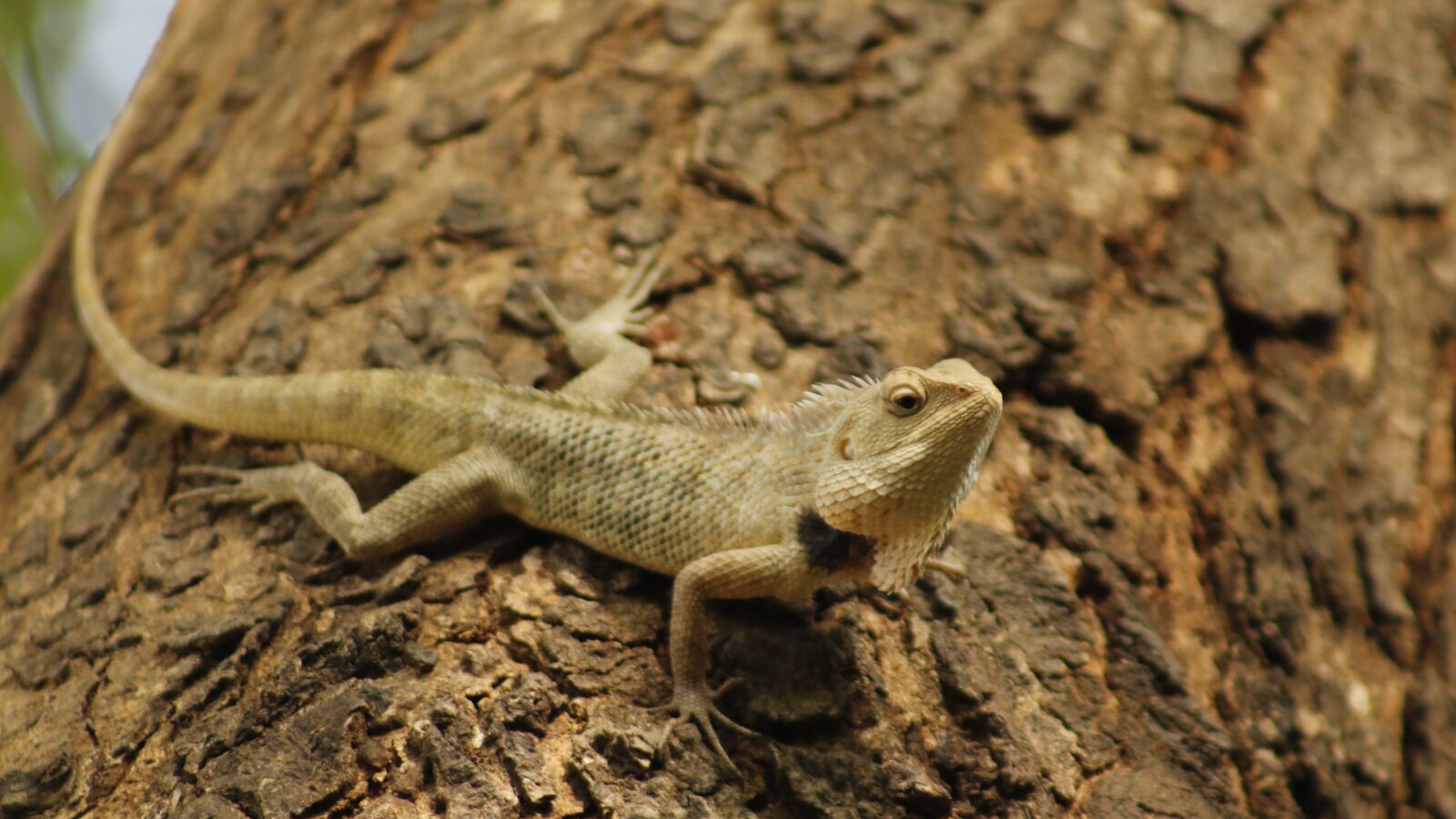 Canon EOS 750D (EOS Rebel T6i / EOS Kiss X8i) sample photo. Sanguinolentus, agamas, owl photography