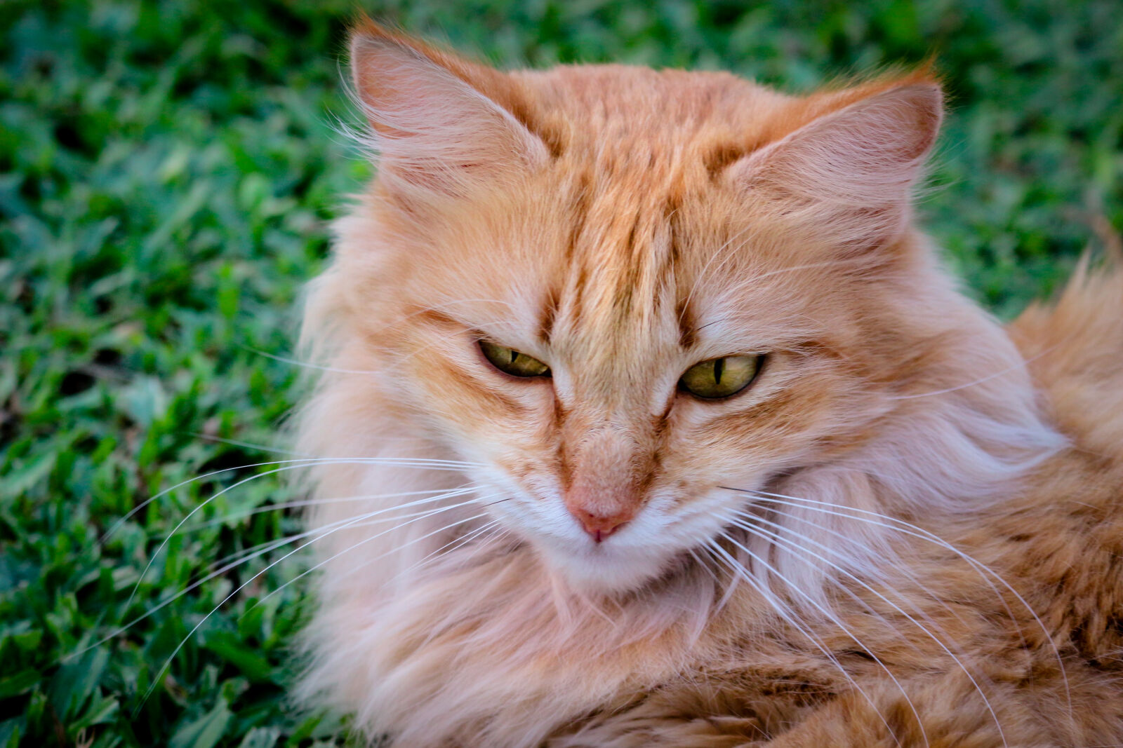 Canon EOS 100D (EOS Rebel SL1 / EOS Kiss X7) sample photo. Close, up, of, cat photography
