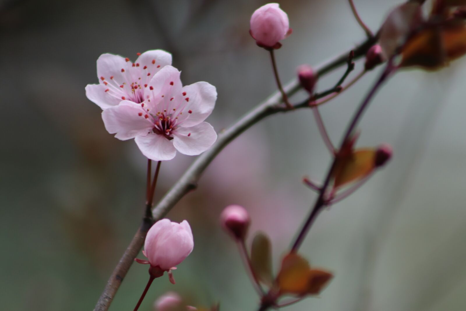 Canon EOS 800D (EOS Rebel T7i / EOS Kiss X9i) sample photo. Pink, early bloomer, plum photography