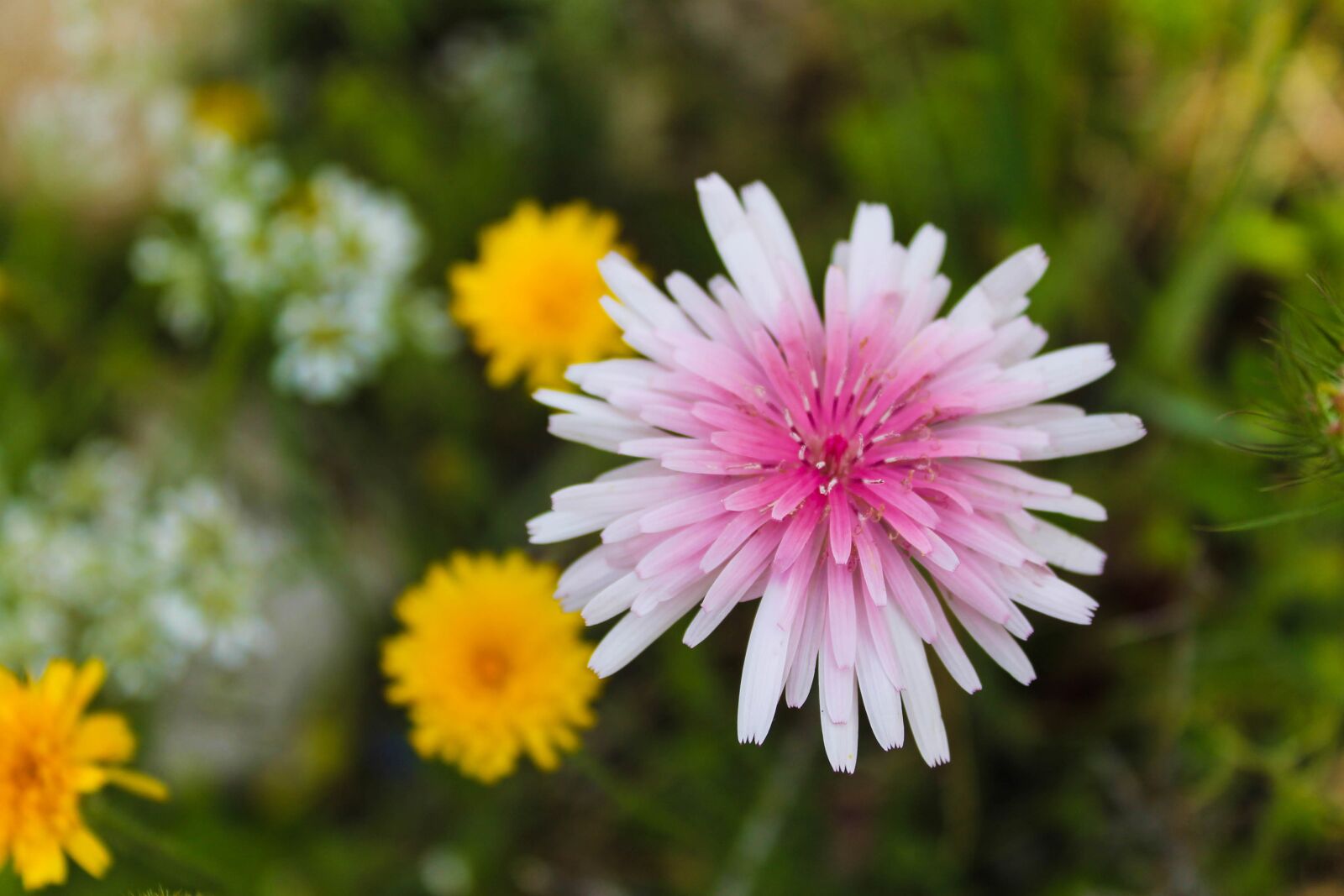 Canon EOS 1100D (EOS Rebel T3 / EOS Kiss X50) sample photo. Flower, murgia, puglia photography