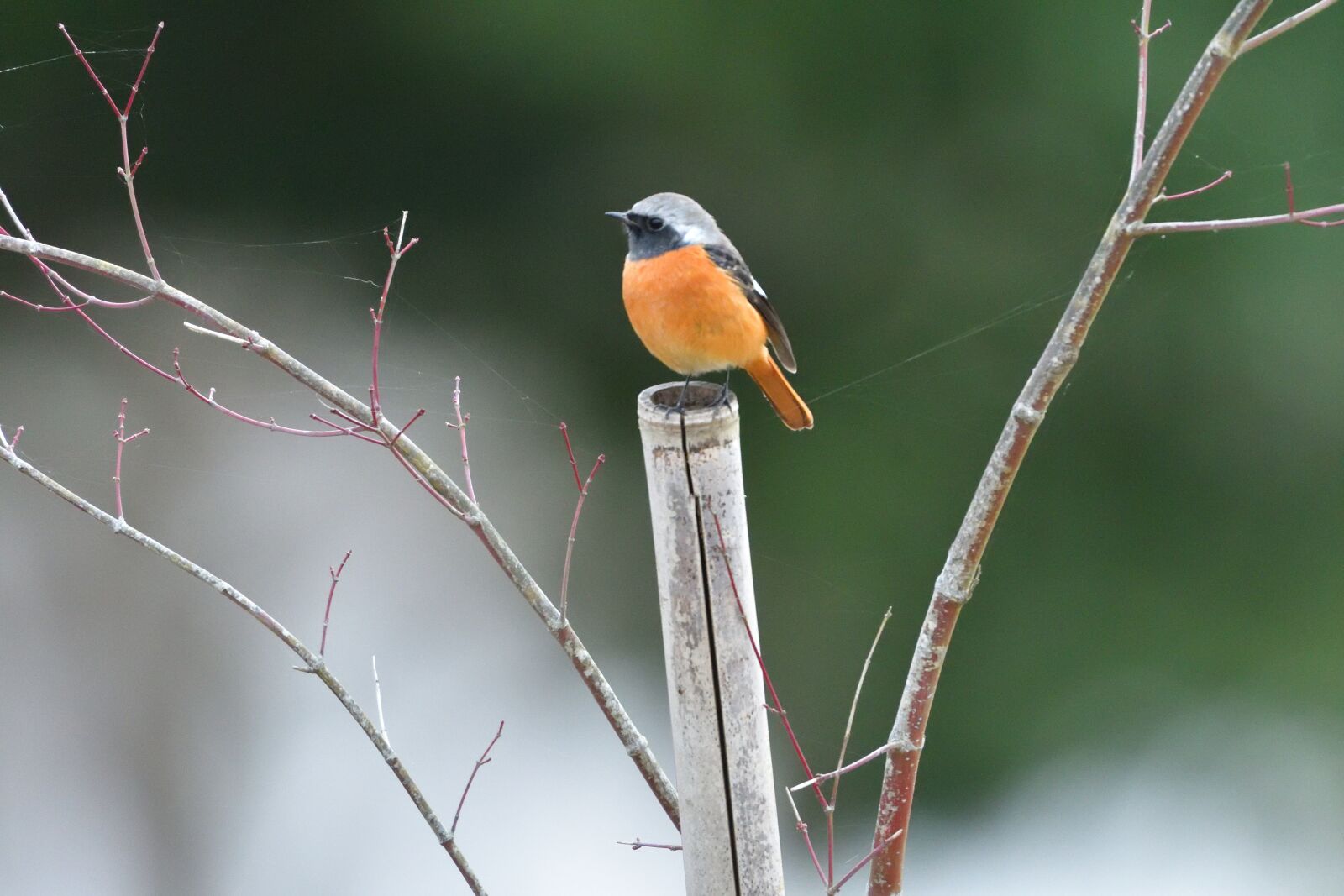 Nikon D500 sample photo. Wild animals, bird, natural photography