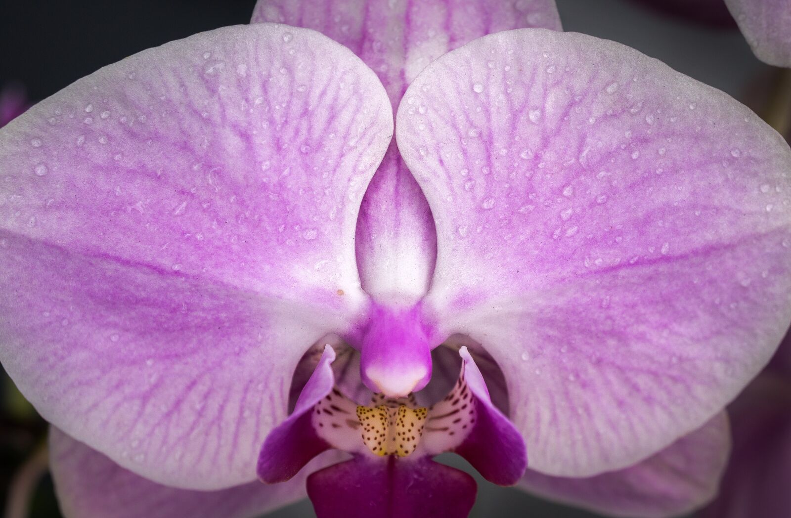 Sony E 30mm F3.5 Macro sample photo. Plants, flowers, purple photography