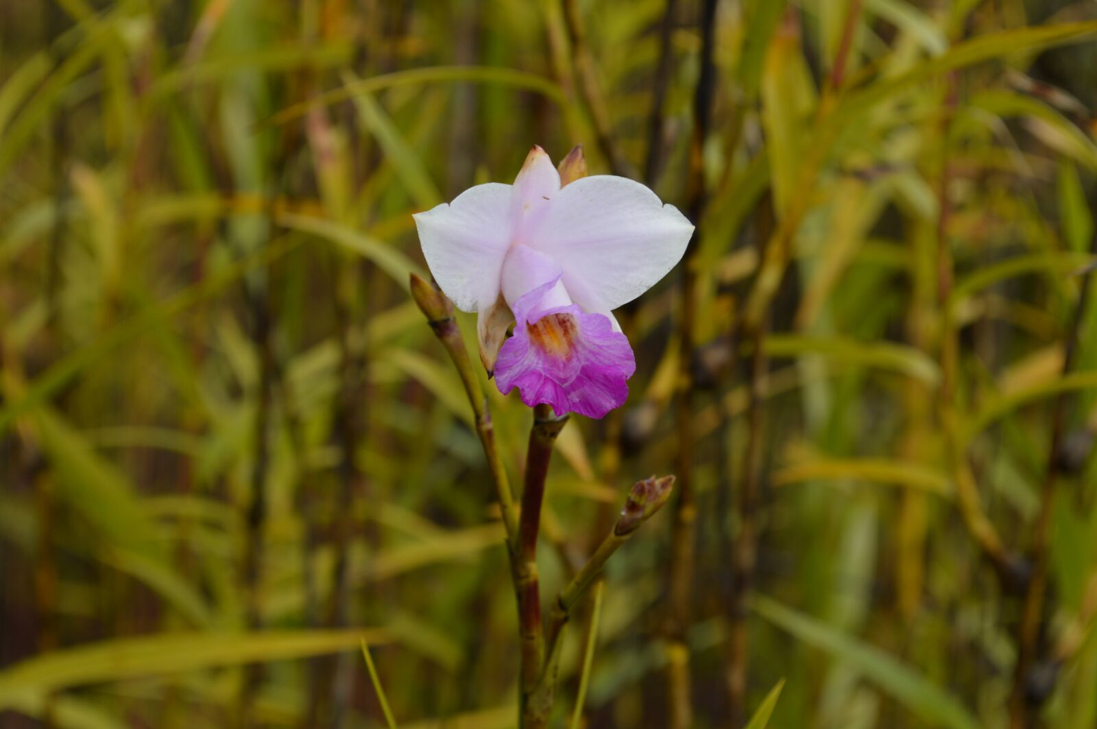 Nikon D3200 sample photo. Flower, orchid, hawaii photography