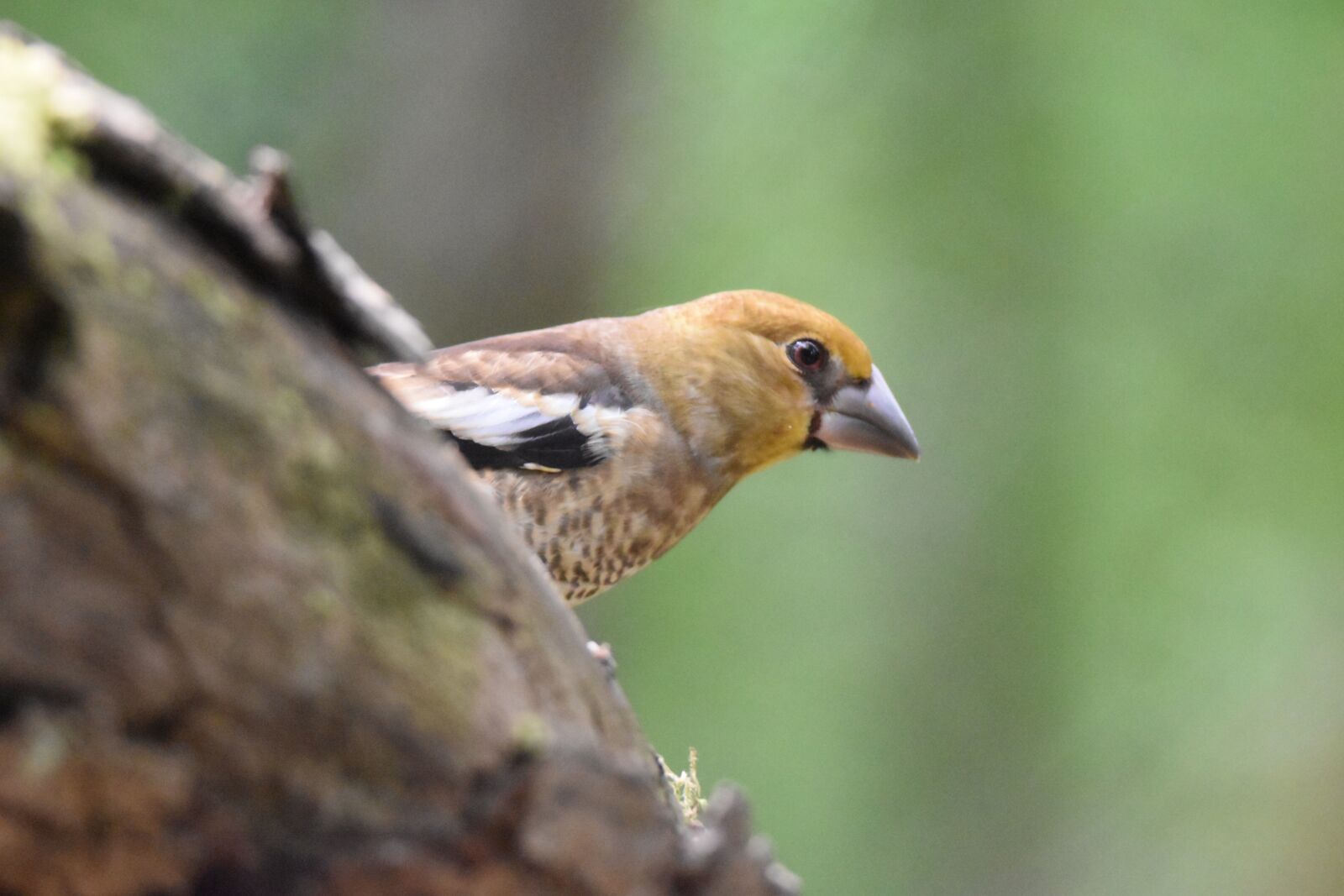 Nikon D5600 sample photo. Juvenile hawfinch, bird, animal photography