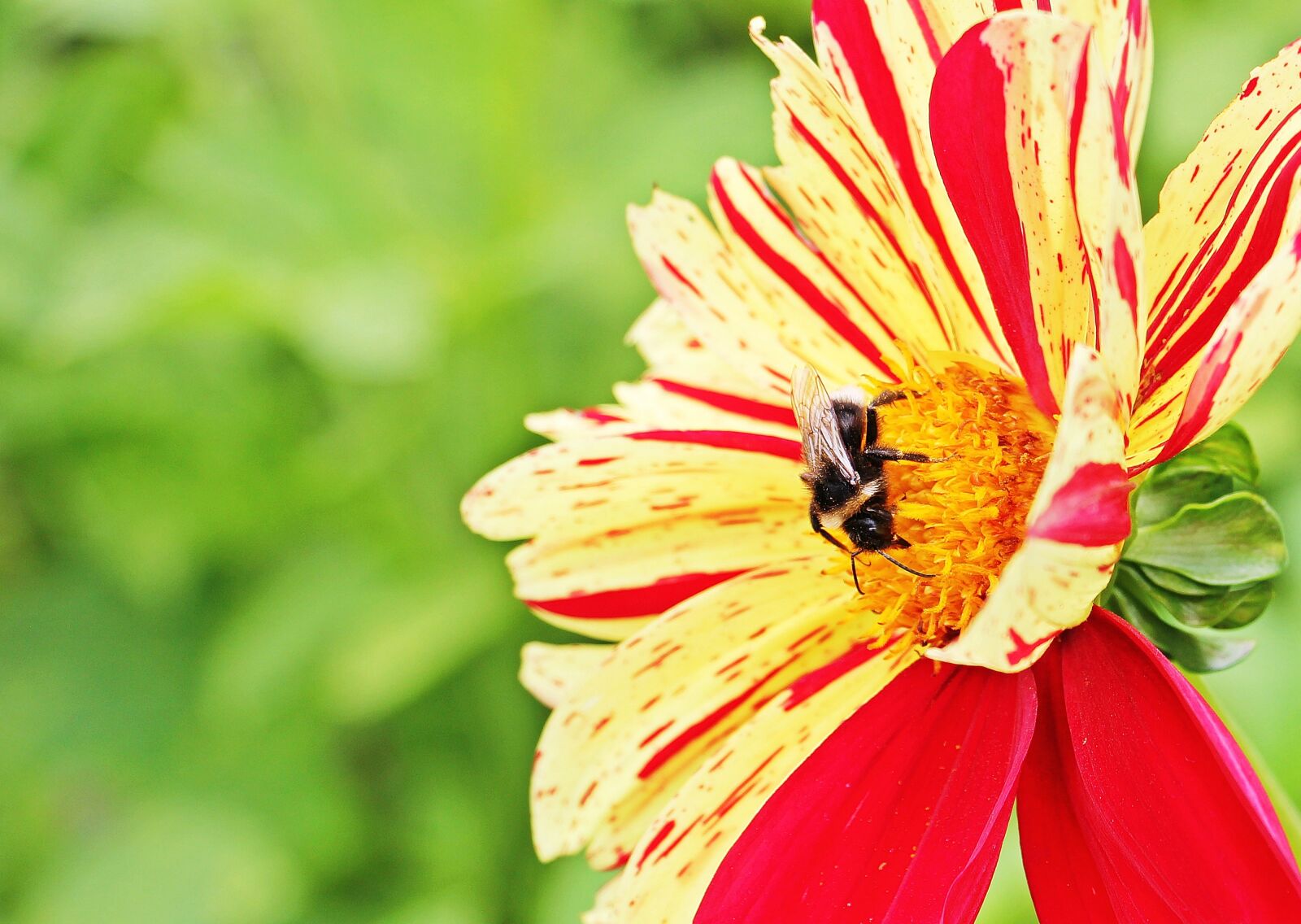 Canon EOS 550D (EOS Rebel T2i / EOS Kiss X4) sample photo. Dahlia, georgine, flower photography