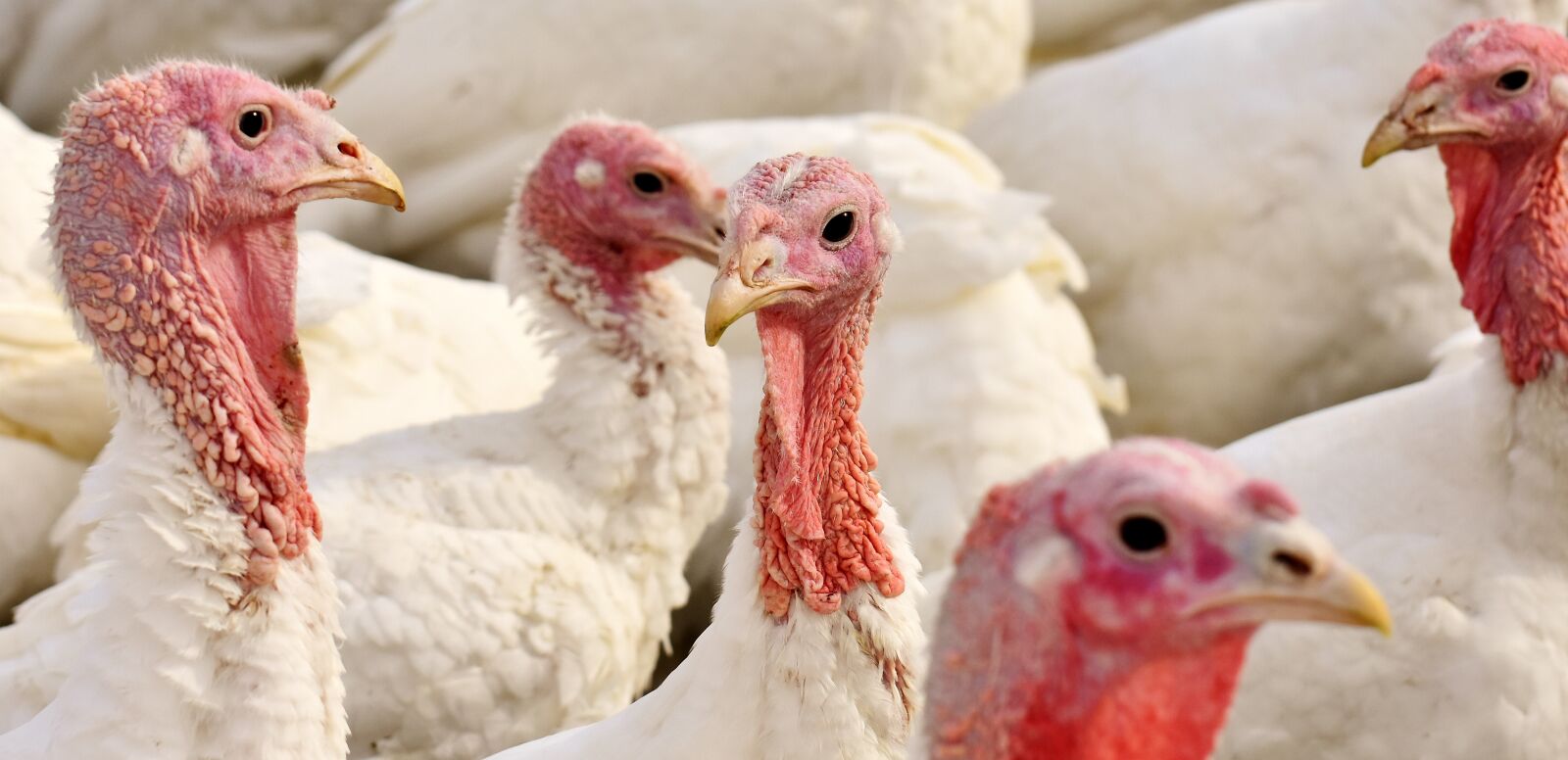 Nikon D7200 sample photo. Turkeys, birds, poultry photography