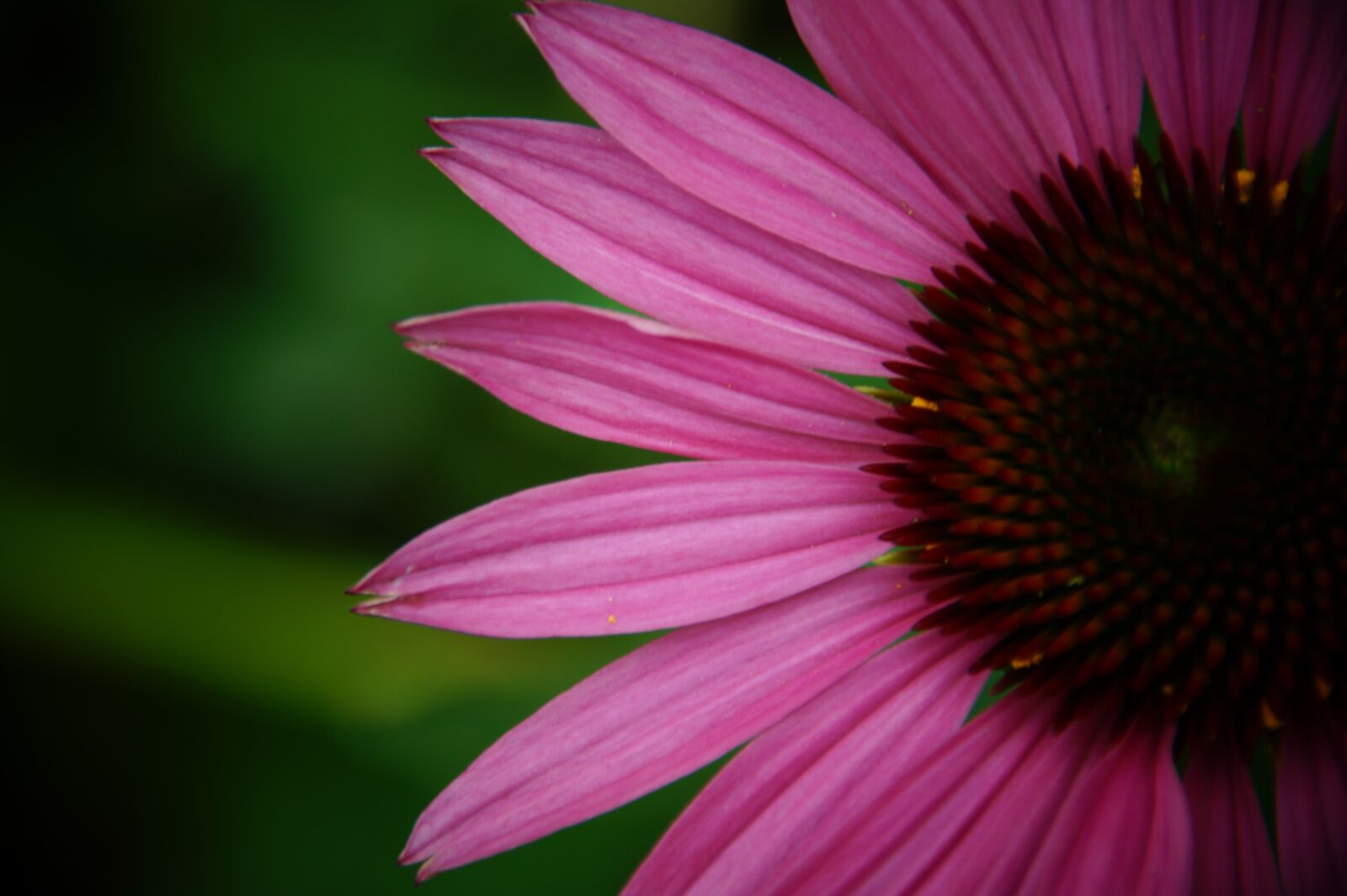 Sony SLT-A58 sample photo. Coneflower, echinacea, blossom photography