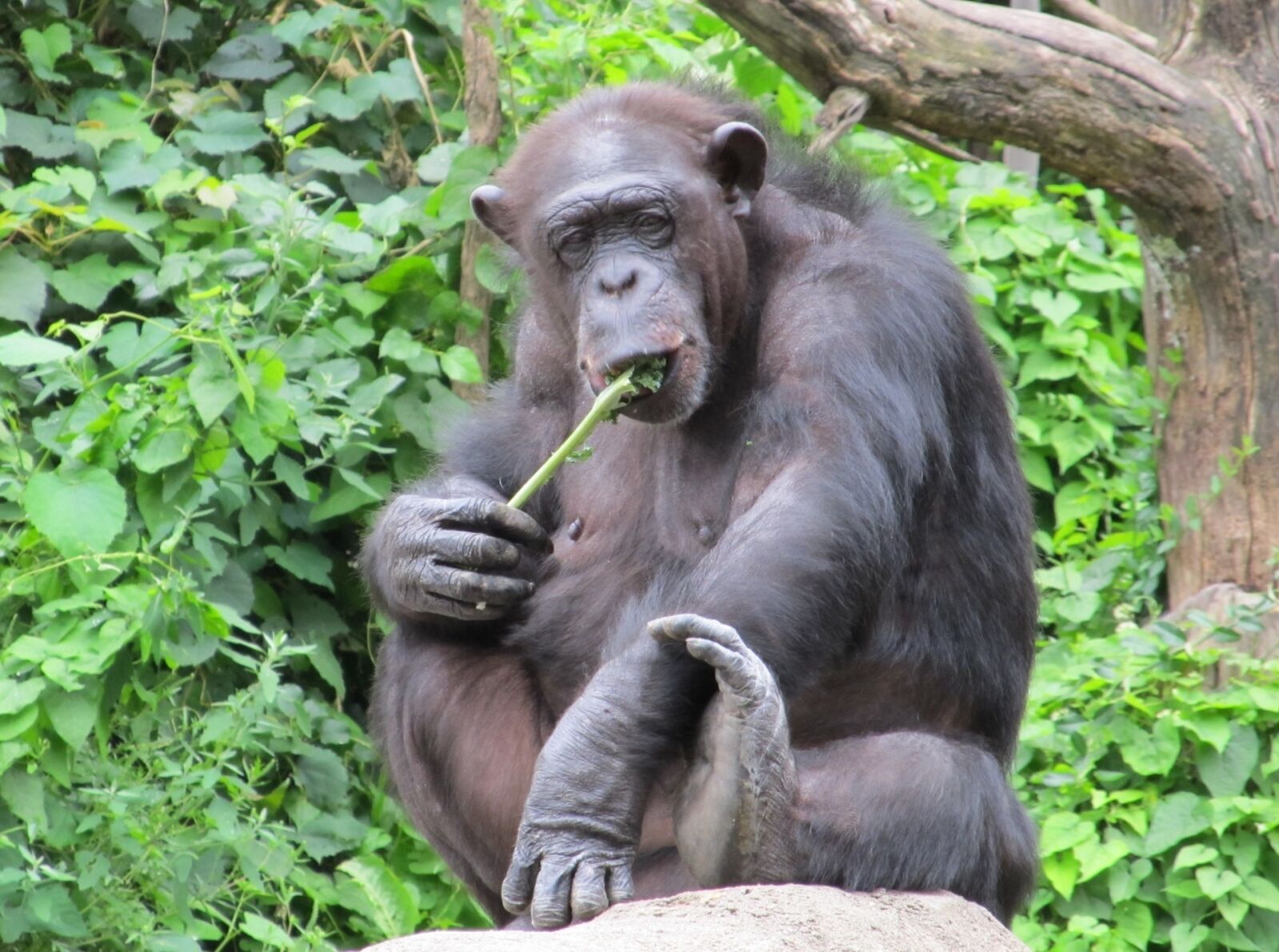 Canon PowerShot SX130 IS sample photo. Chimpanzee, monkey, sitting photography