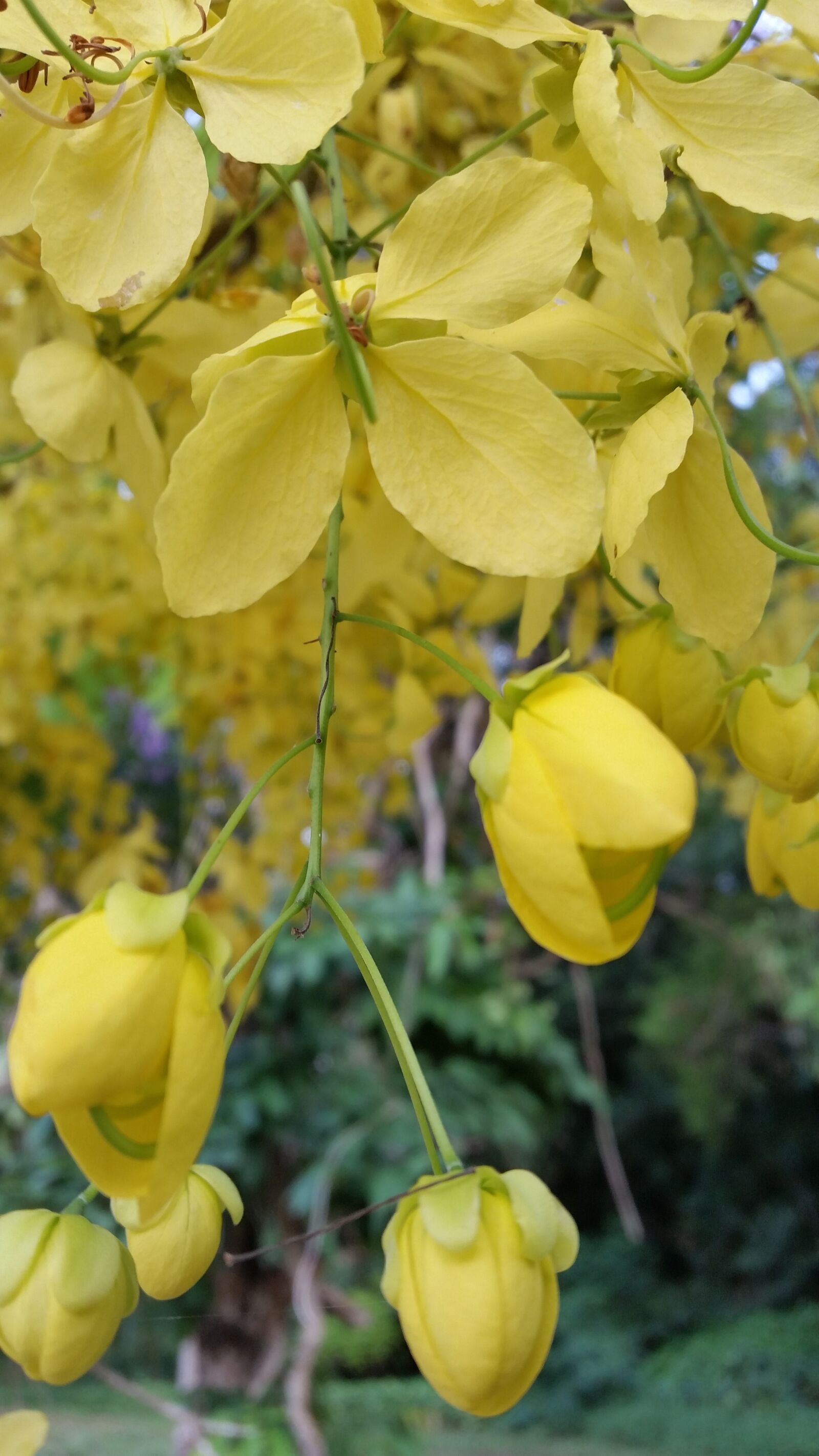 Samsung Galaxy S5 sample photo. Golden shower, flower, yellow photography