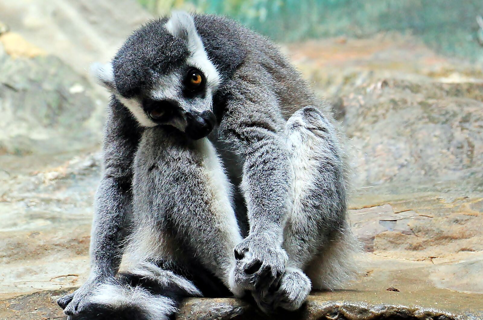 Canon EOS 550D (EOS Rebel T2i / EOS Kiss X4) sample photo. Monkey, zoo, animal world photography