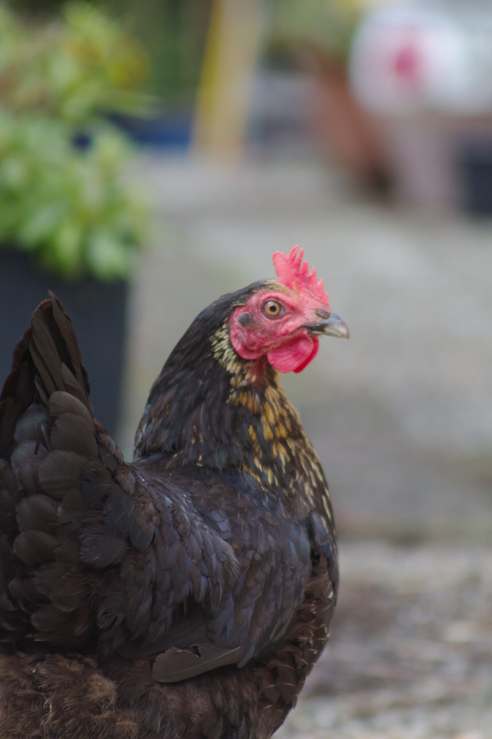Canon EF75-300mm f/4-5.6 sample photo. Chicken, germany, chickens photography