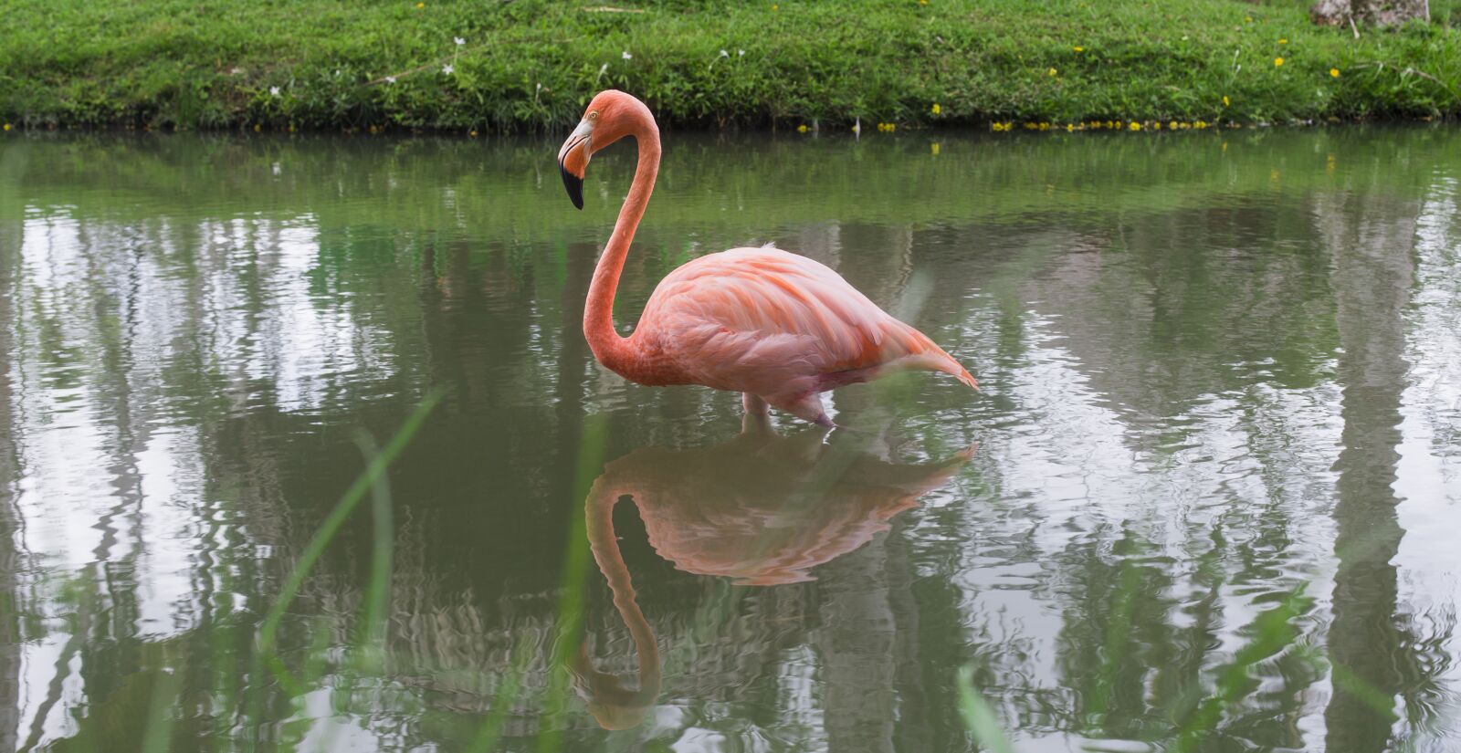 Canon EF 50mm F1.4 USM sample photo. Flamenco, lake, nature photography