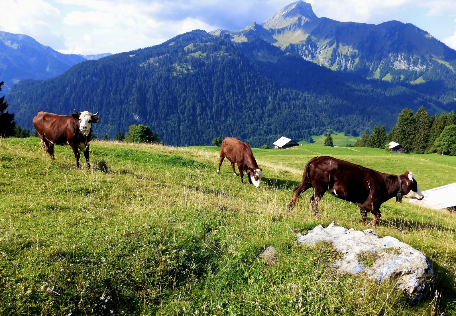 Panasonic Lumix DMC-ZS25 (Lumix DMC-TZ35) sample photo. Nature france, alps, haute photography