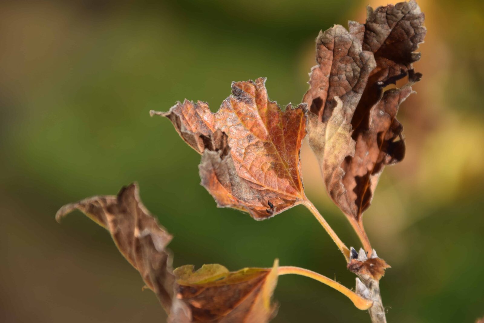Nikon D3300 sample photo. Nature, yellow leaf, flora photography