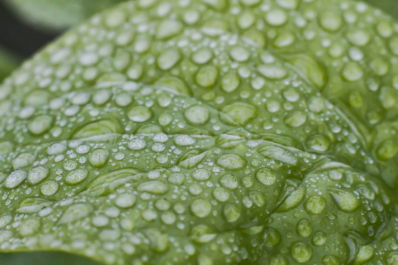 Canon EOS 700D (EOS Rebel T5i / EOS Kiss X7i) sample photo. Marco, close-up, nature photography