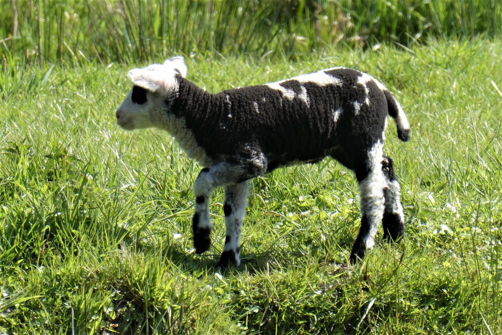 Panasonic Lumix DC-ZS70 (Lumix DC-TZ90) sample photo. Lamb, flocked, spring photography