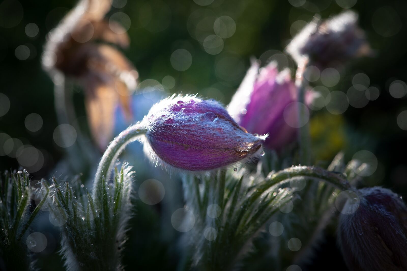 Nikon D750 sample photo. Flower, blossom, bloom photography