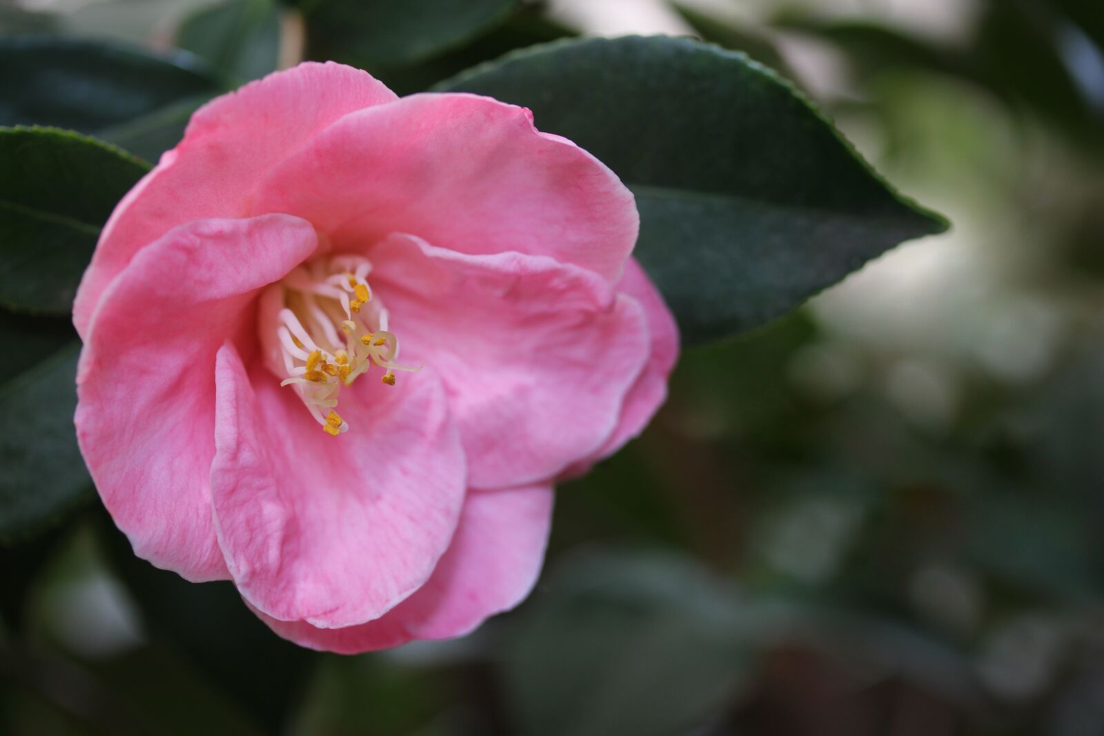 Canon EF-S 60mm F2.8 Macro USM sample photo. Japanese camellia, camellia japonica photography