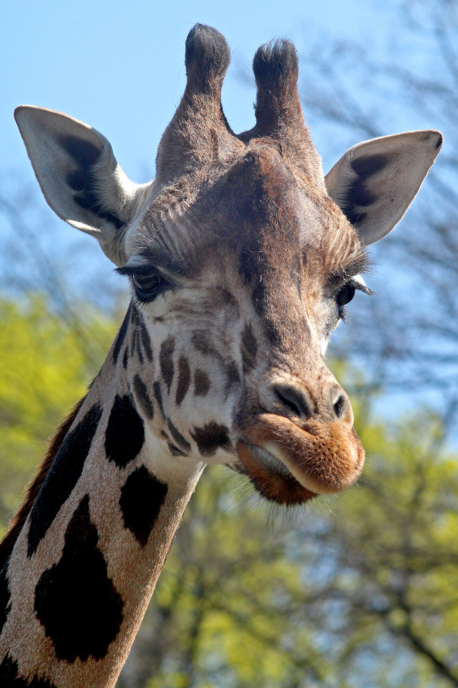 Canon EOS 1200D (EOS Rebel T5 / EOS Kiss X70 / EOS Hi) sample photo. Giraffe, portrait, animal photography