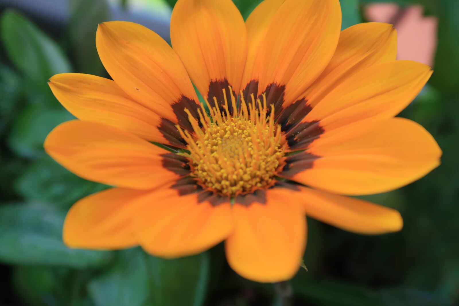 Canon PowerShot G7 X Mark II sample photo. Flower, yellow, macro photography