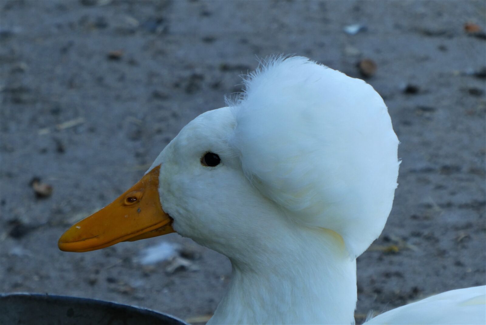 Panasonic Lumix DC-ZS70 (Lumix DC-TZ90) sample photo. Tufted duck, white, poultry photography