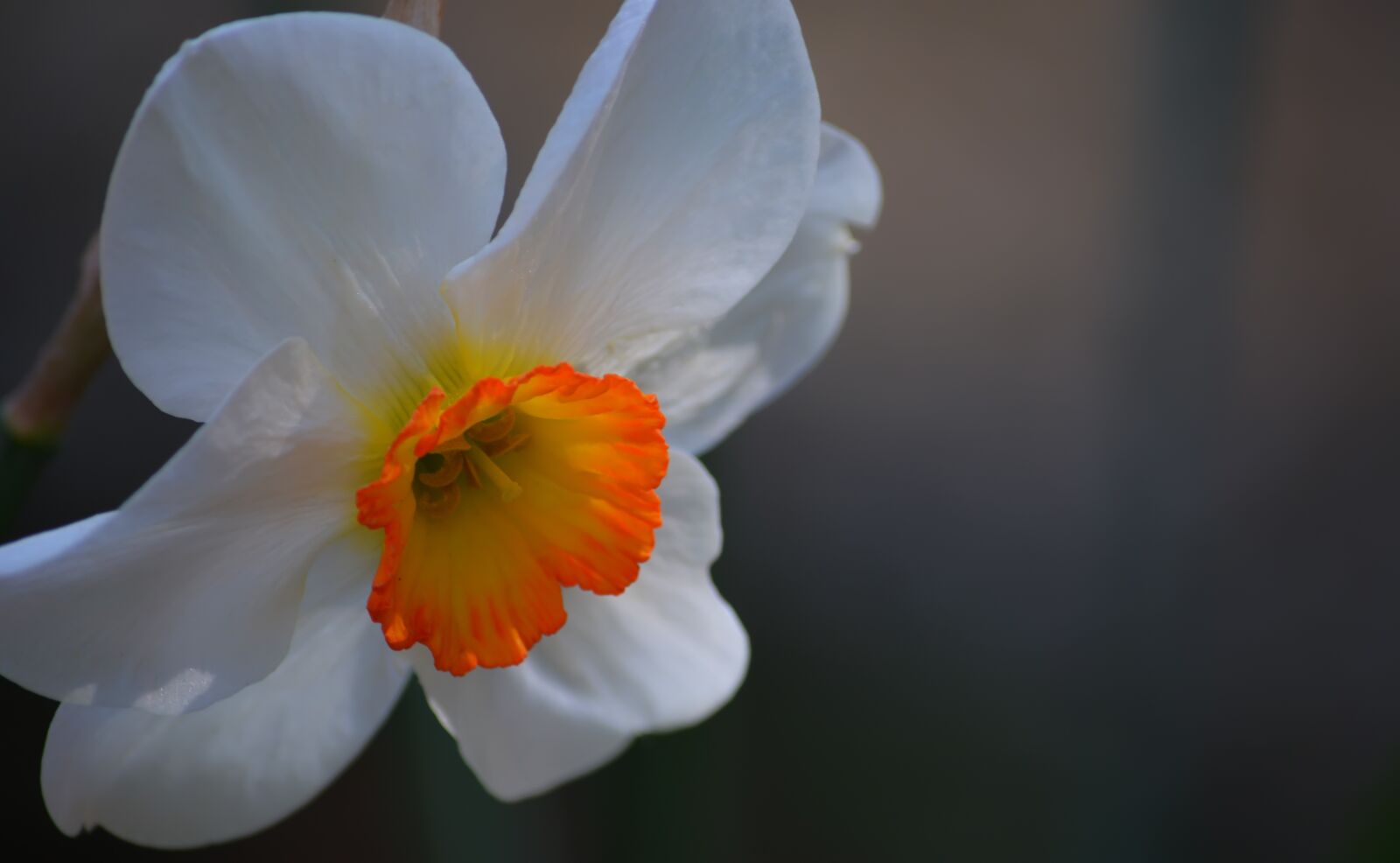 Nikon D5200 sample photo. Flower, daffodils, spring photography