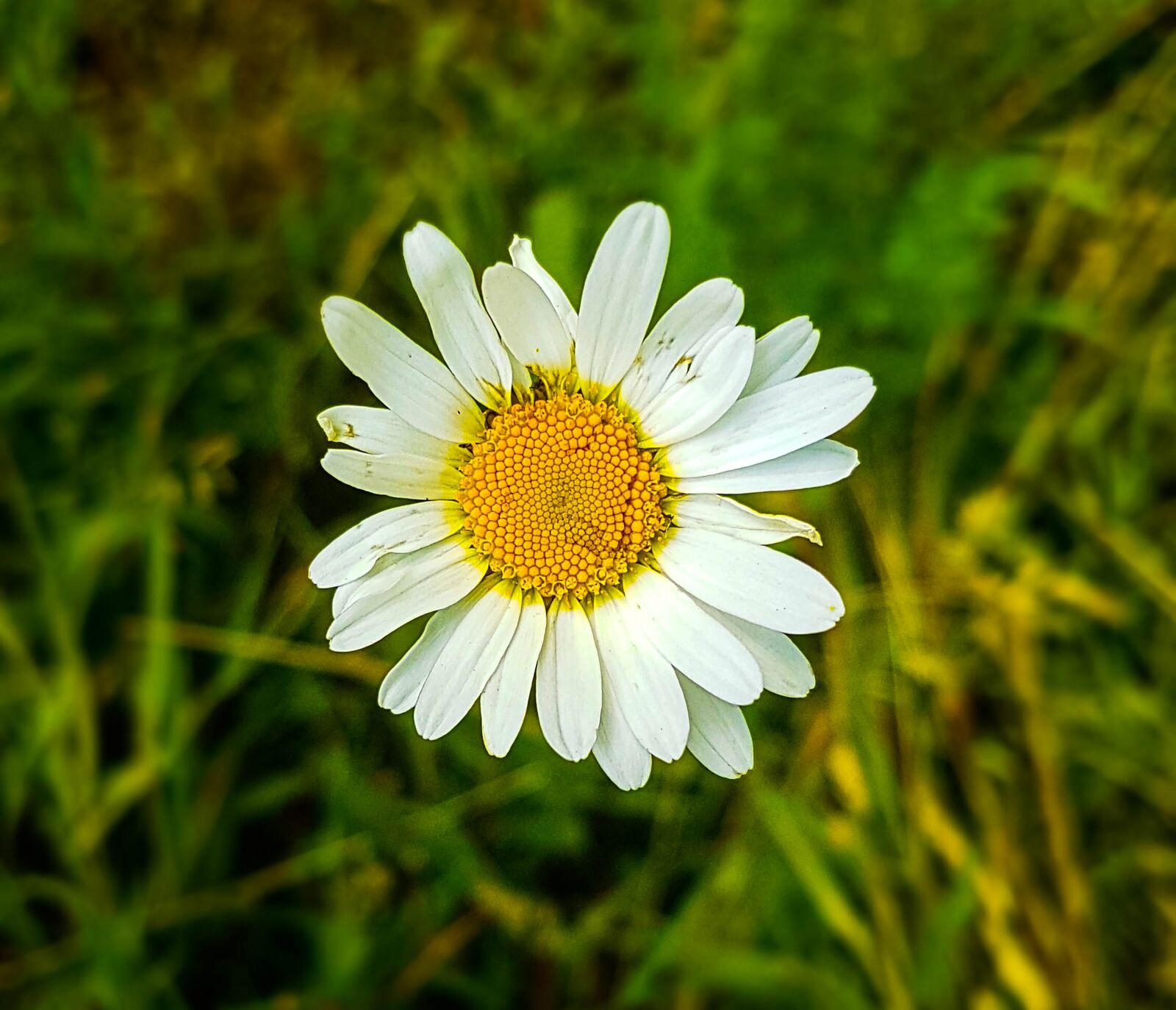Samsung Galaxy S7 + Samsung Galaxy S7 Rear Camera sample photo. Flowers, nature, flower photography