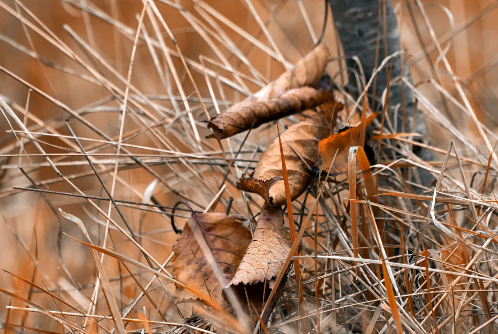 Canon EOS 650D (EOS Rebel T4i / EOS Kiss X6i) sample photo. Fall, leaf, autumn leaves photography