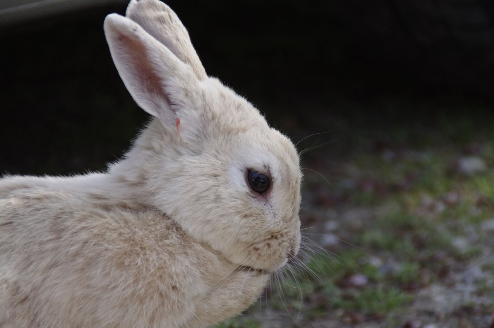 Pentax K-r sample photo. Rabbit, hare, natural photography