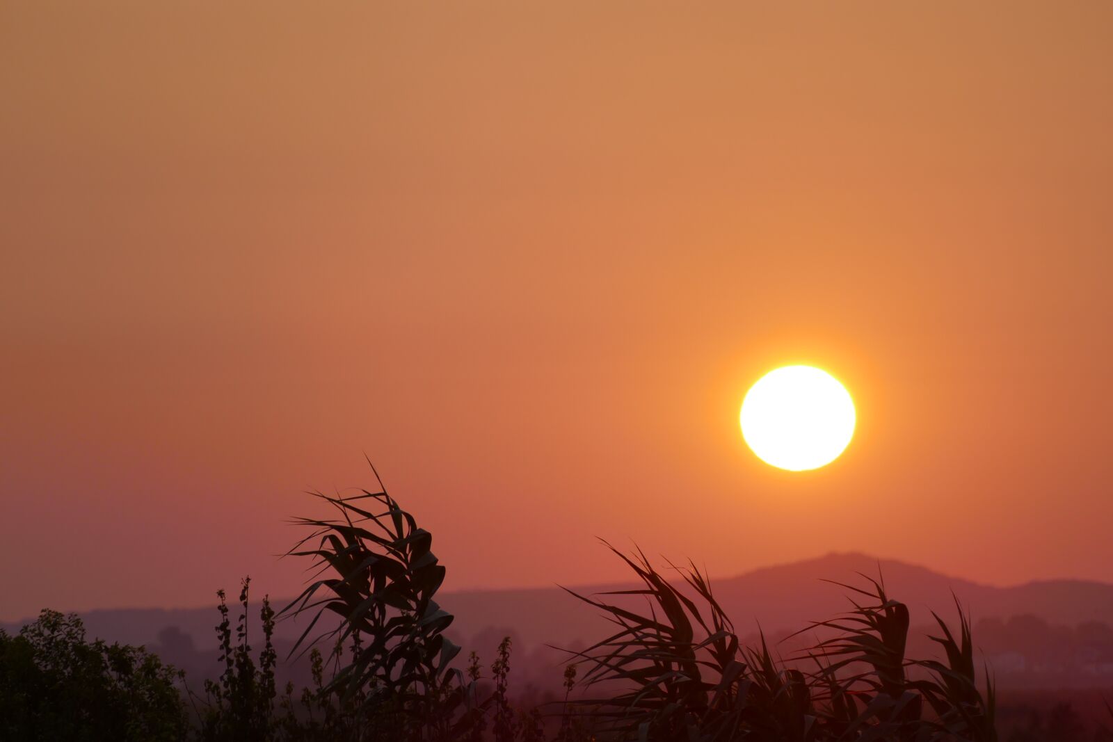 Panasonic Lumix DMC-FZ1000 sample photo. Sundown, tërbuf, albania photography