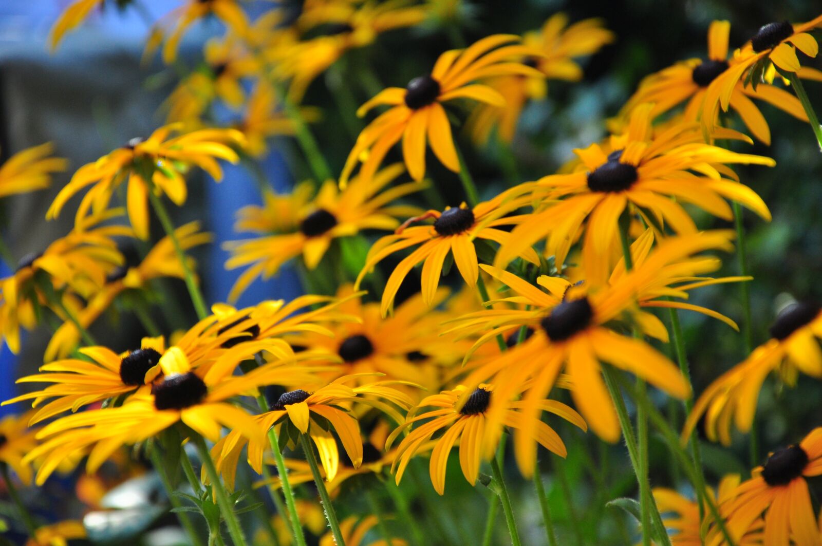Nikon D5000 sample photo. Bouquet of flowers, yellow photography