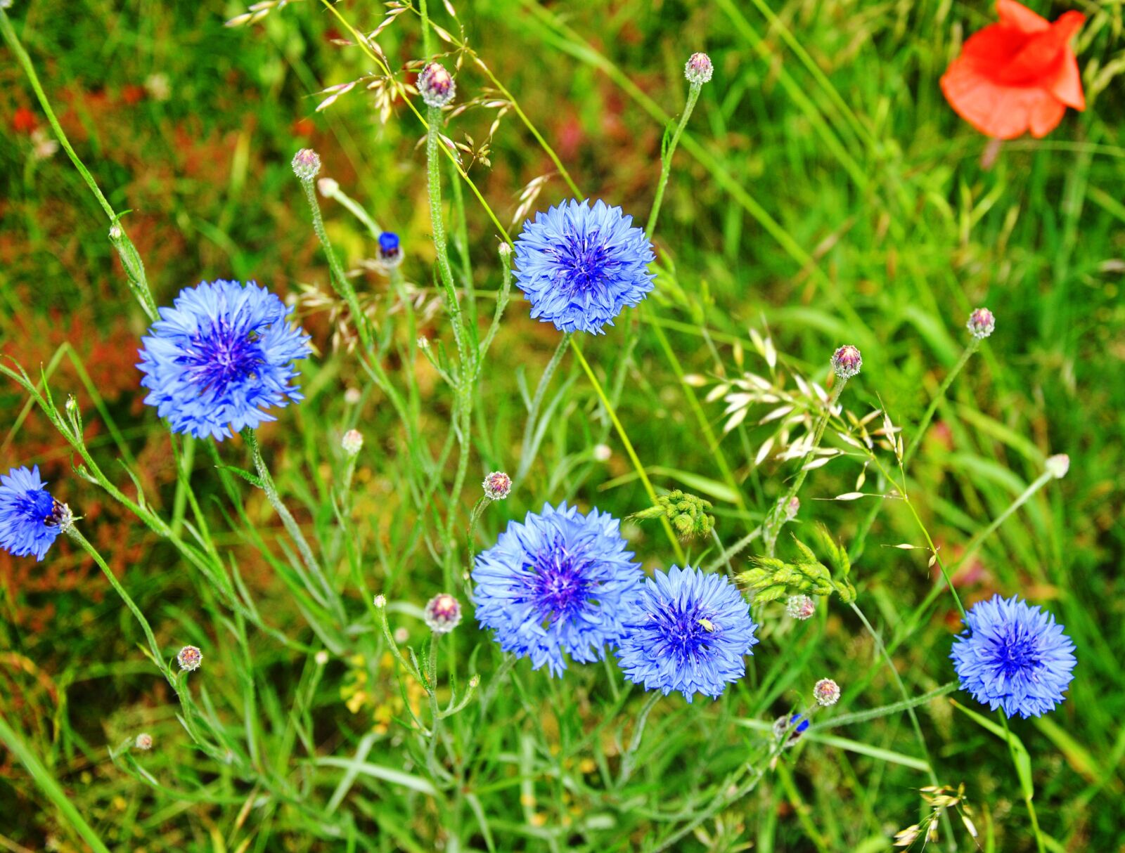Nikon D3000 sample photo. Cornflower, blue, flowers photography