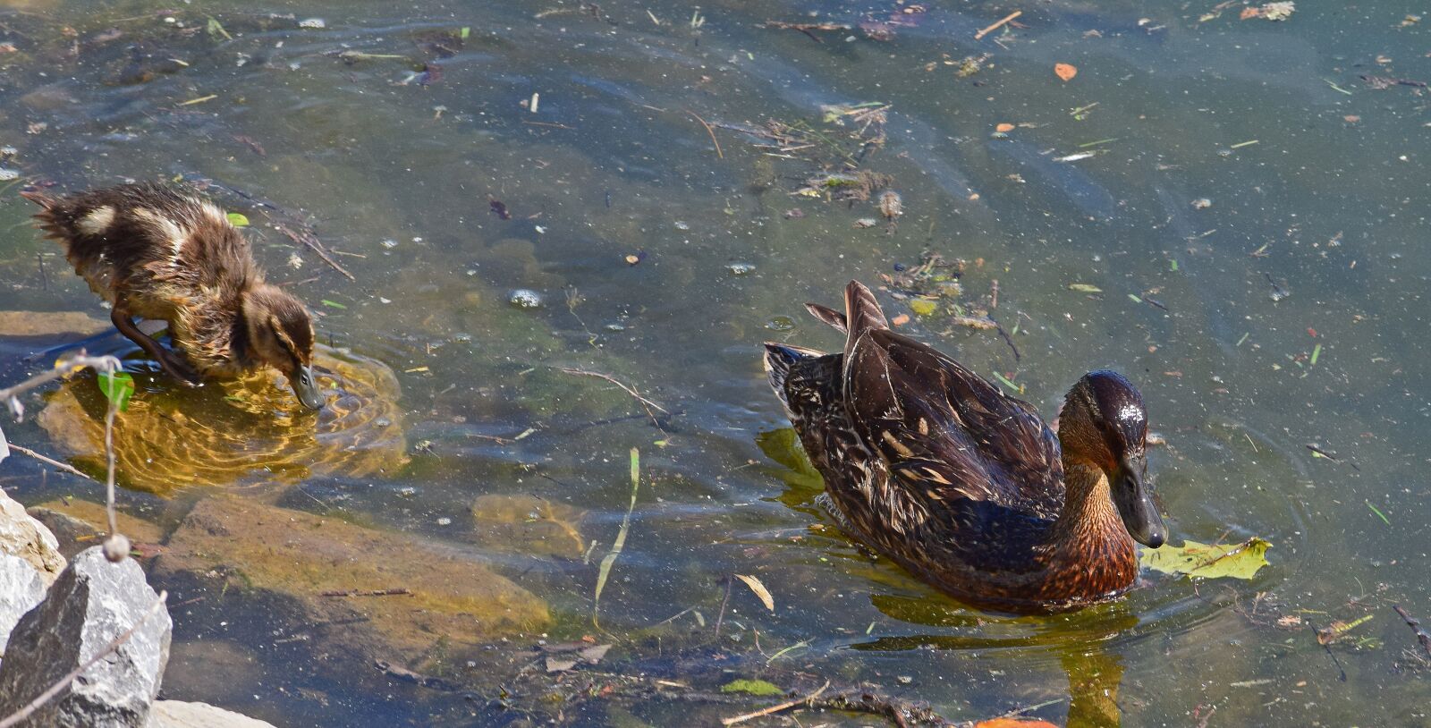 Nikon D3300 sample photo. Duck and duckling, mallard photography