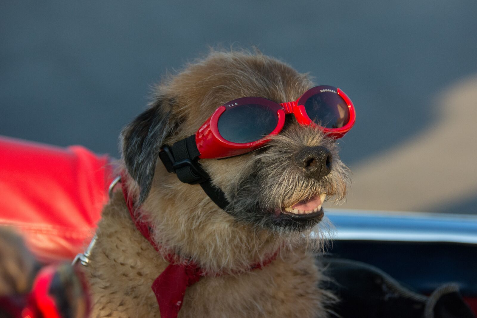 Nikon D5200 sample photo. Goggles, dog, canine photography