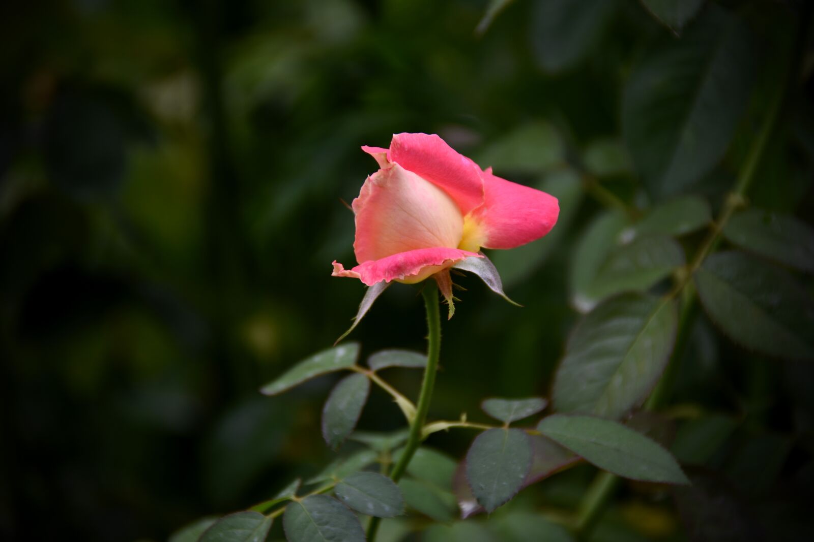 Nikon D7200 sample photo. Lily, pink, dress photography