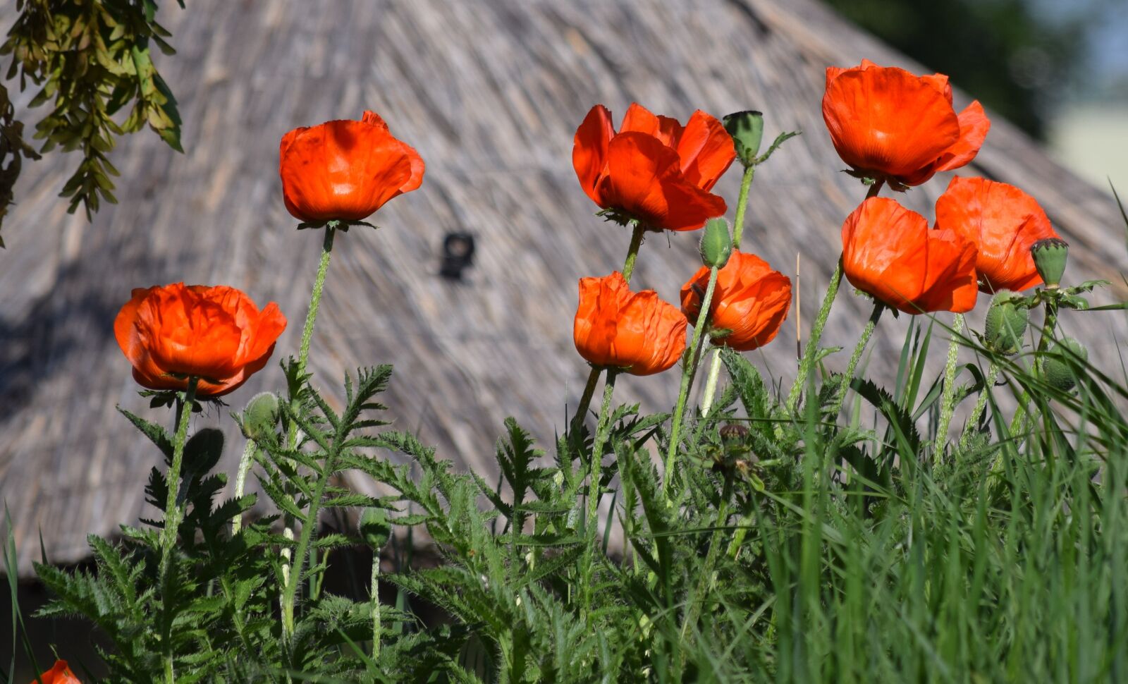 Nikon D3300 sample photo. Poppy, flower, red photography