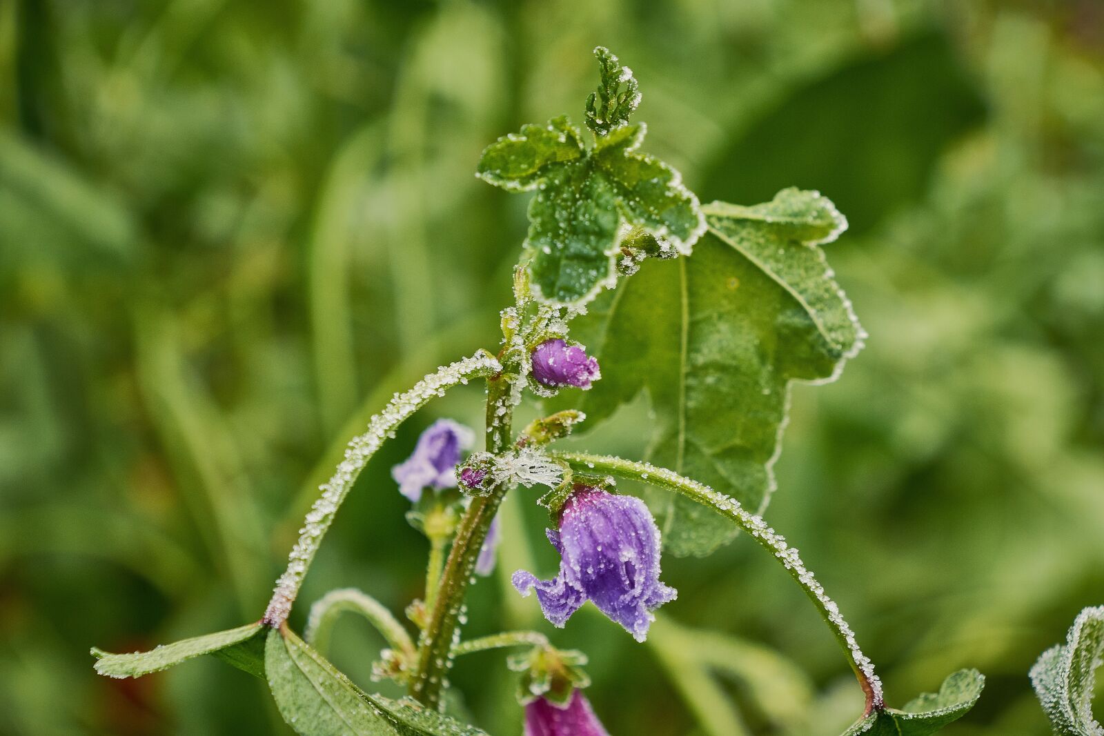 Nikon D7200 sample photo. Outbreaks, frozen, frost photography